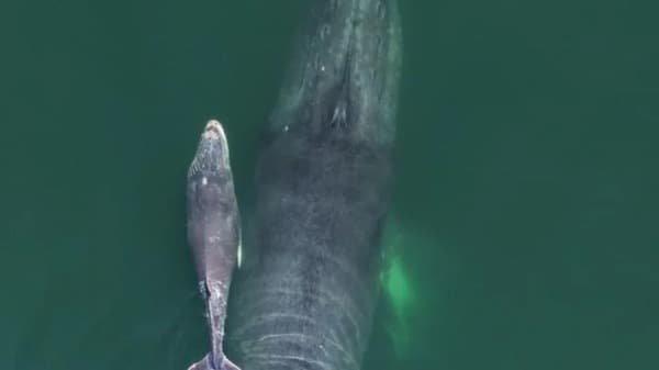 Ballena blanca El momento fue captado mientras ambos ejemplares nadaban juntos frente a la costa, que sorprendió y emocionó a turistas y residentes