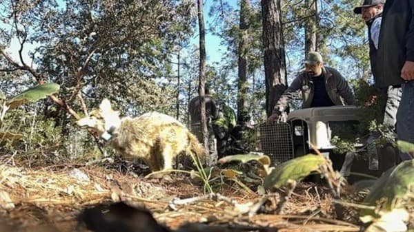 Durango-Lobos La Semarnat informó que liberó cuatro ejemplares de lobo mexicano en la comunidad forestal de El Tarahumar y Bajíos del Tarahumar, en el municipio de Santa Catarina de Tepehuanes.