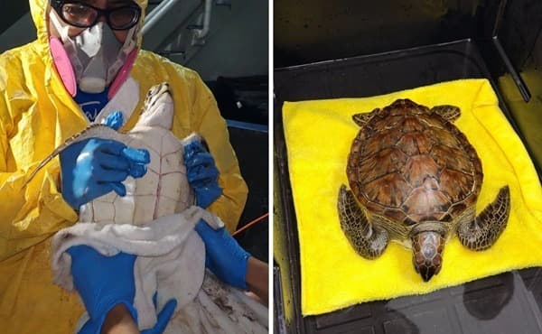 Riviera Ver-Tortuga Este hallazgo se suma a otros registrados a lo largo de más de un mes de derrame de hidrocarburos en costas veracruzanas, donde se ha reportado la localización de tortugas, delfines y otras especies marinas muertas en distintos puntos de los más de 600 kilómetros de litoral del estado.