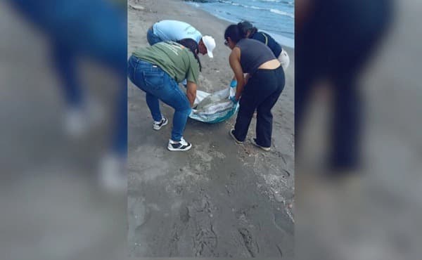 Hasta el momento, las autoridades estatales y federales en materia ambiental no han dado a conocer ningún informe relacionado con la muerte de estos especímenes, por lo que se teme estén directamente relacionadas con el derrame de petróleo.