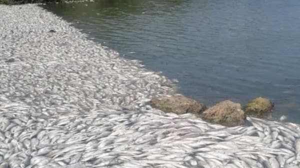 Peces-Tamps Las autoridades locales trabajan para garantizar la limpieza de la zona. Los pescadores no suelen recolectar esta especie porque sus cualidades no se ajustan con sus ventas.